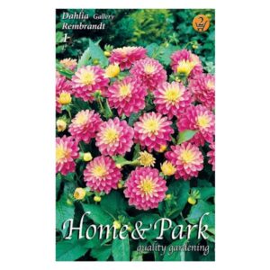 Border dália virághagyma - Rembrandt