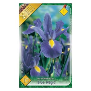 Holland írisz - Iris hollandica ‘Blue Magic’