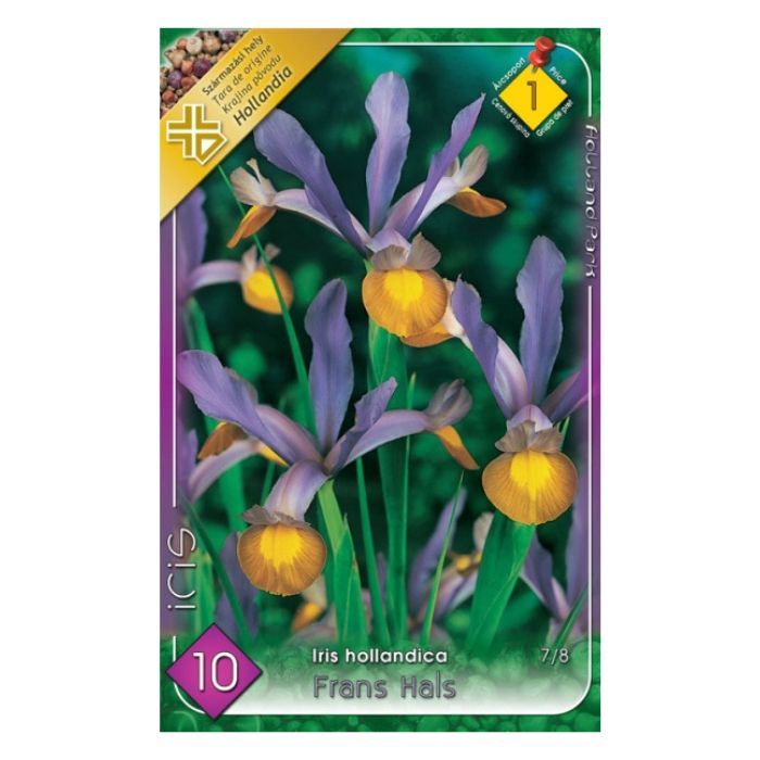 Holland írisz - Iris hollandica ‘Blue Magic’