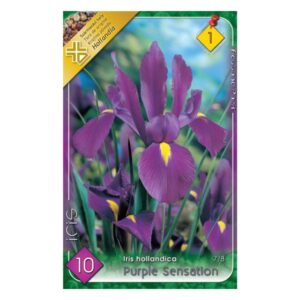 Holland írisz - Iris hollandica ‘Purple Sensation'