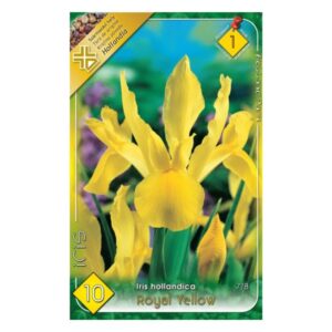 Holland írisz - Iris hollandica ‘Royal Yellow'