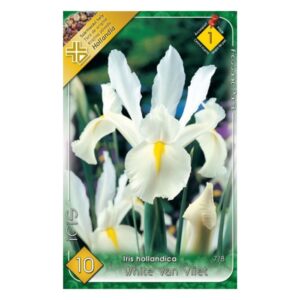 Holland írisz - Iris hollandica ‘White van Vliet'