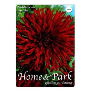 Kaktusz dália virághagyma - Apache