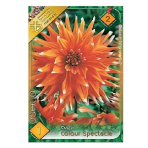 Kaktusz dália virághagyma - Colour Spectacle