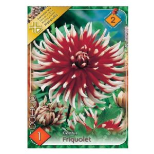 Kaktusz dália virághagyma - Friquolet