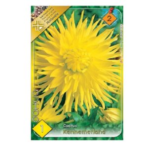 Kaktusz dália virághagyma - Kennemerland