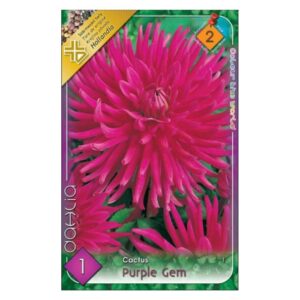 Kaktusz dália virághagyma - Purple gem
