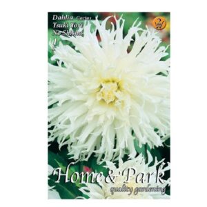 Kaktusz dália virághagyma - Tsuki Yori No Shisha