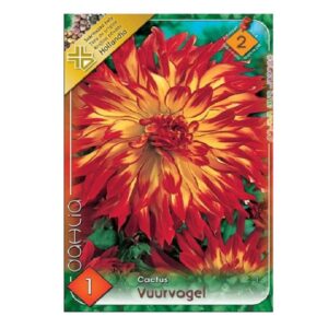 Kaktusz dália virághagyma - Vuurvogel