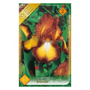 Kerti nőszirom 'Bronz' virághagyma -  Iris germanica 'Bronze'