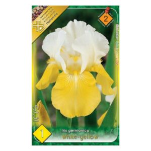 Kerti nőszirom ' Fehér-sárga' - Iris germanica ‘White-yellow’