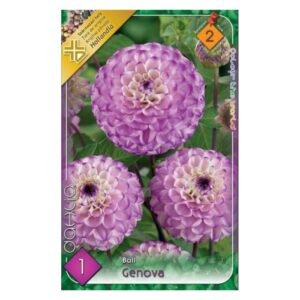 dekorativ viraghagyma white perfection