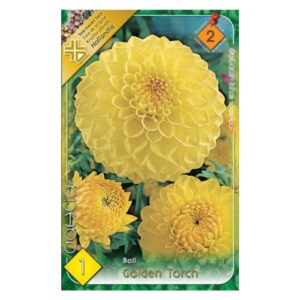 Labda dália virághagyma - Golden Torch