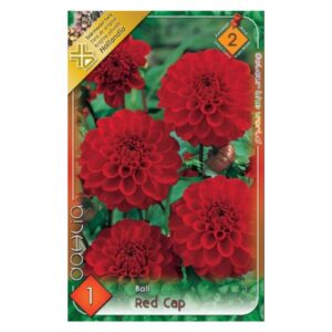 Labda dália virághagyma - Red cap
