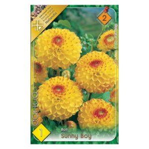 Labda dália virághagyma - Sunny boy