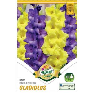 Nagyvirágú kardvirág virághagyma - Blue & Yellow DUO
