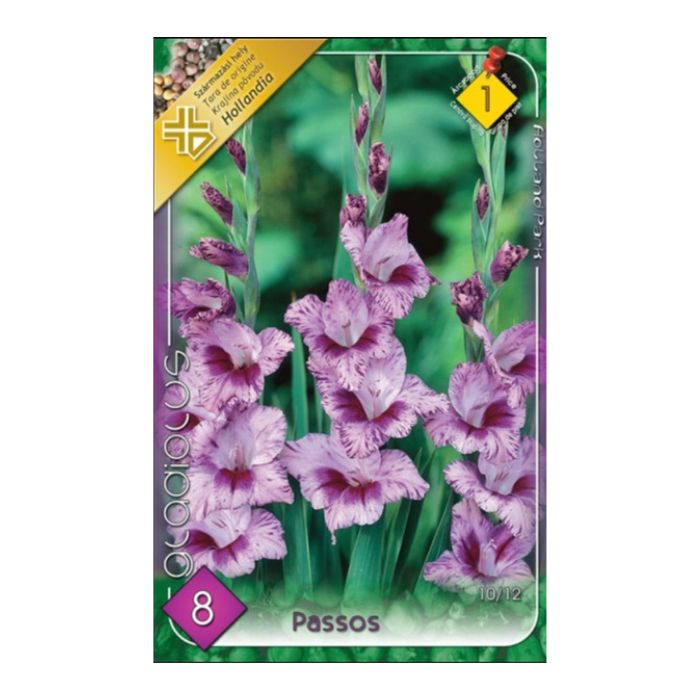 Nagyvirágú kardvirág virághagyma - Passos