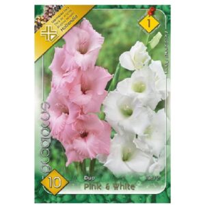 Nagyvirágú kardvirág virághagyma - Pink & White DUO