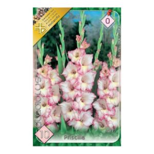 Nagyvirágú kardvirág virághagyma - Priscilla