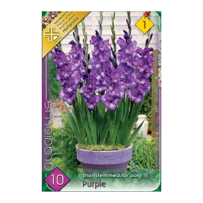 Nagyvirágú kardvirág virághagyma - Purple