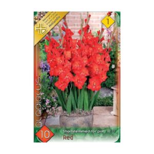Nagyvirágú kardvirág virághagyma - Red