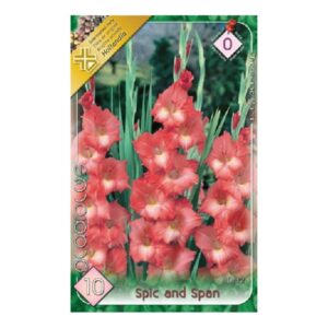 Nagyvirágú kardvirág virághagyma - Spic and Span