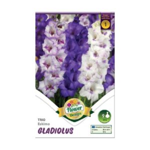 Nagyvirágú kardvirág virághagyma - TRIO Eskimo