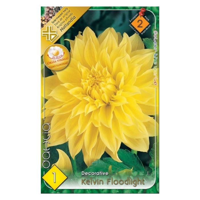 Óriásvirágú dália virághagyma - Kelvin Floodlight