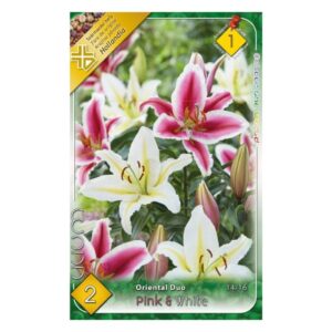 Oriental hibrid liliom duo Pink and White virághagyma - Oriental Duo Pink & White