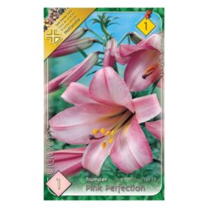 Oriental hibrid liliom virághagyma - Oriental Pink perfection