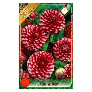 Pompon dália virághagyma - Little William