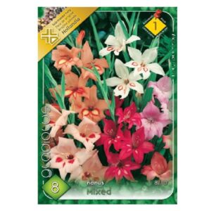 Törpe kardvirág virághagyma - Nanus mixed