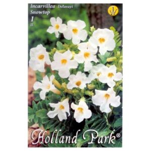 Szabadföld gloxinia virághagyma - Fehér