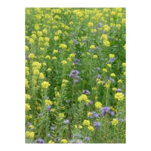 Zöldtrágya Mézelő zöldítő keverék 4 kg - Rédei Kertimag