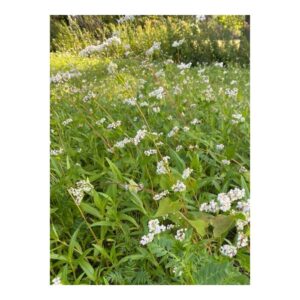 Zöldtrágya Zümmögő keverék 4 kg - Rédei Kertimag