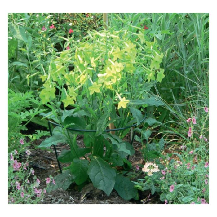 CHELSEA - Félkör alakú növénytámasz - NORTENE