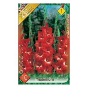 Nagyvirágú kardvirág virághagyma - Traderhorn