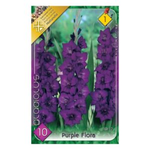 Nagyvirágú kardvirág virághagyma - Purple Flora