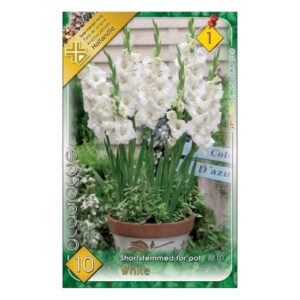 Nagyvirágú törpe kardvirág virághagyma - White